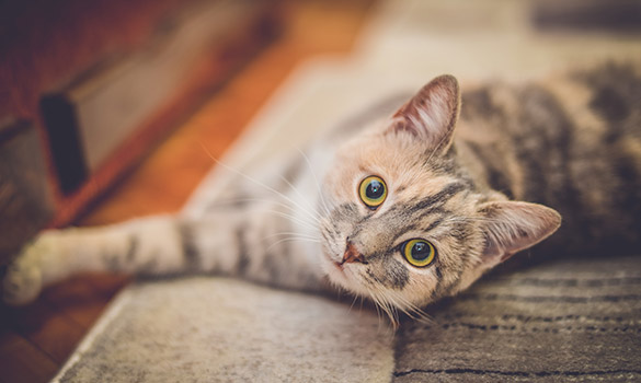 Cat Lodging